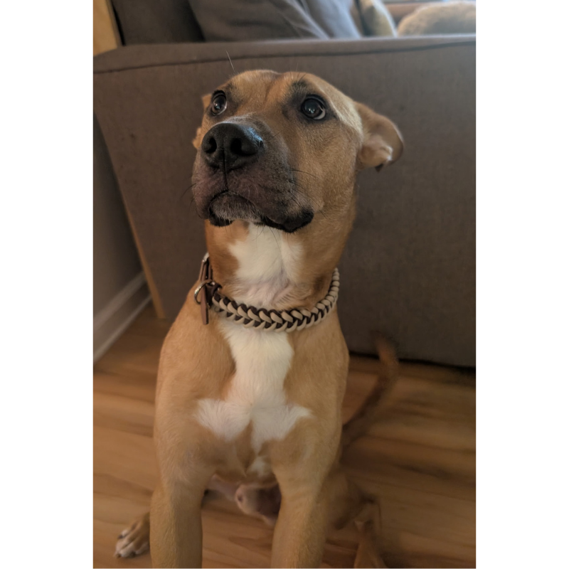 Fishtail Hand Braided Dog Collar in Burgundy & Cream
