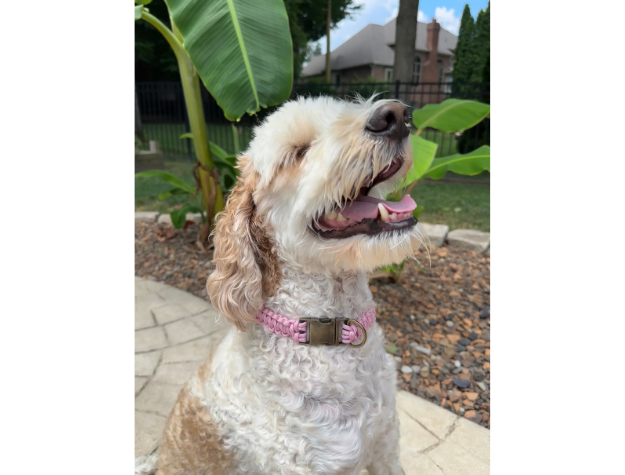 Cobra Braid in Pink & White Stripes - Handmade Dog Collar