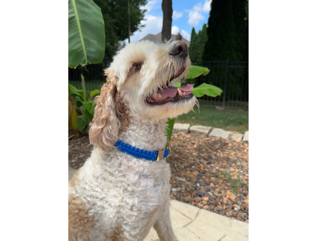 Cobra Braid in Royal Blue - Handmade Dog Collar