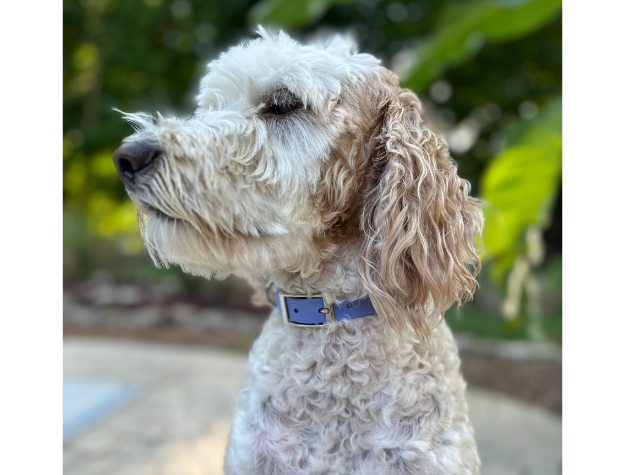 Fishtail Hand Braided Dog Collar in Lavender & Smoke