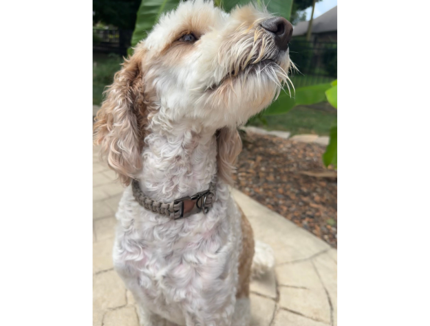 Cobra Braid in Tan - Handmade Dog Collar